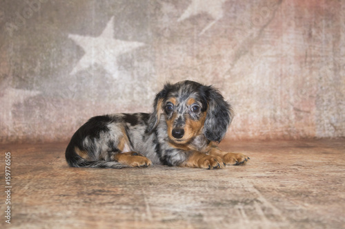 Dachshund on 4th of July background
