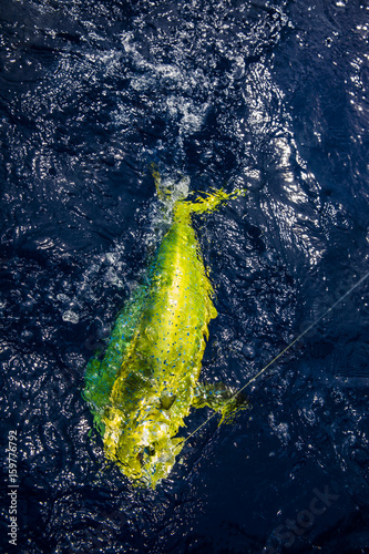 Dolphin fish being reeled in from deep sea fishing adventure.