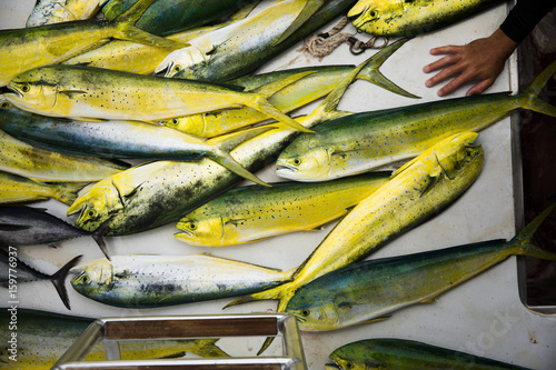 Deep sea fishing catch of mahi mahi