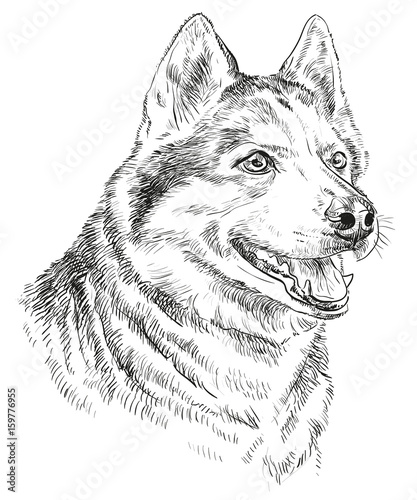 Hand drawing vector portrait of siberian husky