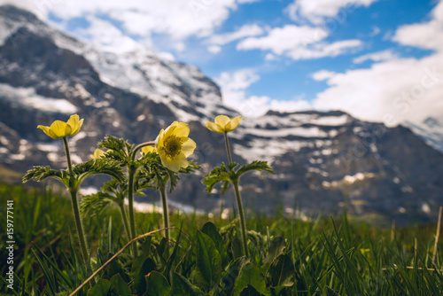 Mountain flower meadow in springtime in the swiss Alps. European landscape, Switzerland 2017