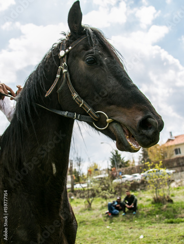 his horse who are interested in Turkish