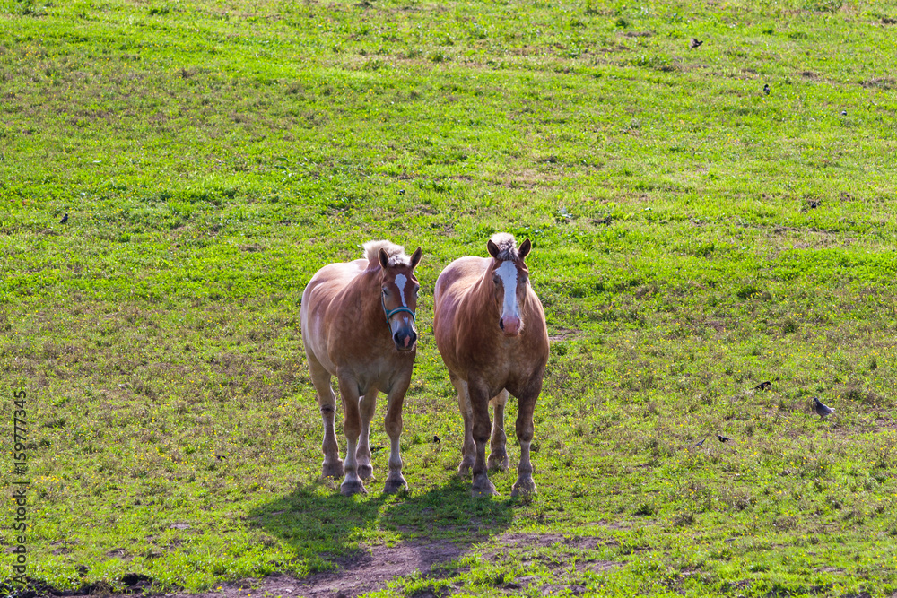 Fototapeta premium Two brown draft horses on farm land