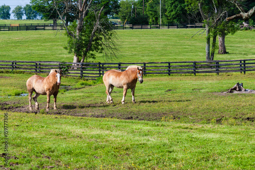 Fototapeta Naklejka Na Ścianę i Meble -  Two brown draft horses on farm land