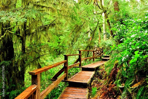 Canvas Print Wooden trail through the rainforests of Pacific Rim National Park, Vancouver Isl