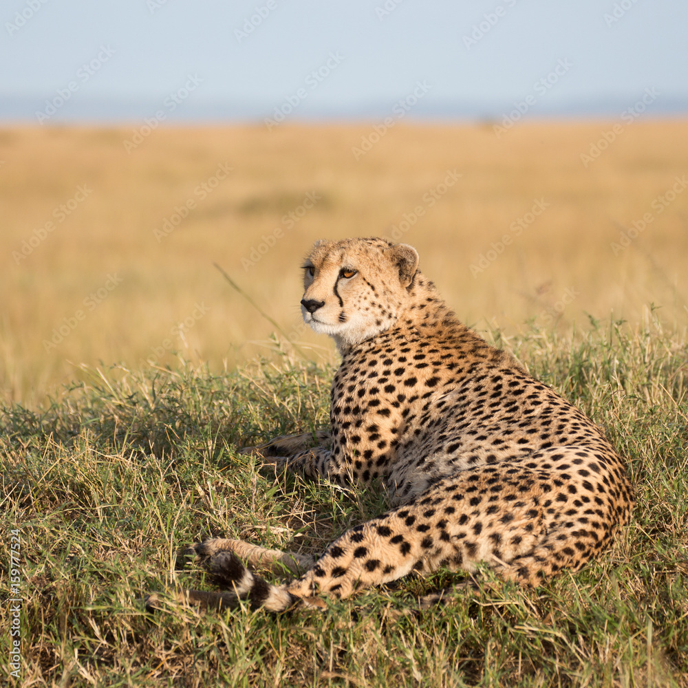 Naklejka premium CHeetah (Acinonyx jubatus)