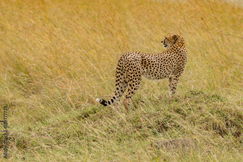 CHeetah (Acinonyx jubatus)