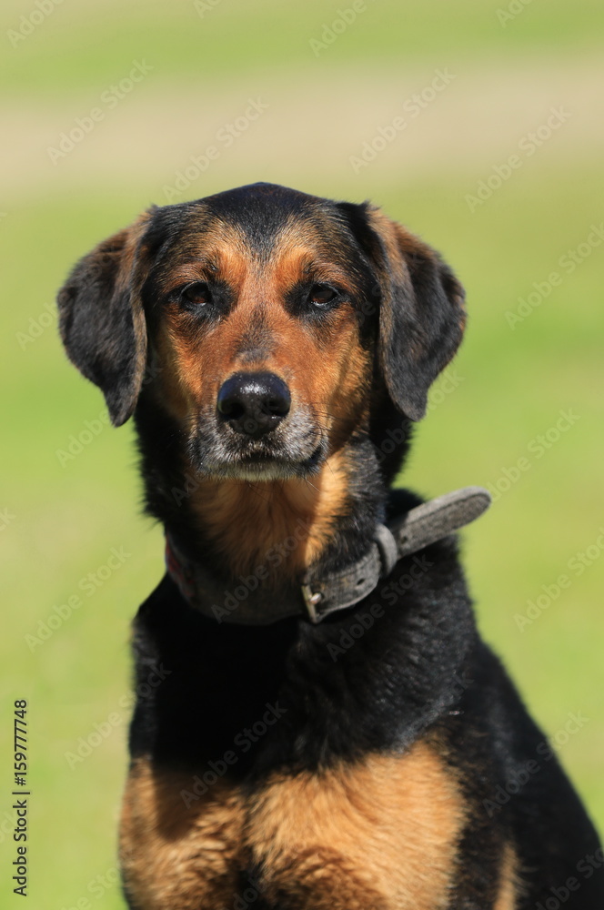 Portrait von einem Dobermann-Mischling (Hochformat)