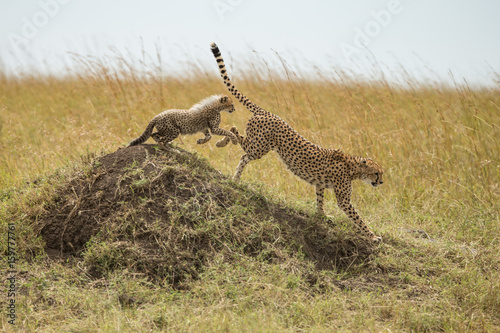 CHeetah  Acinonyx jubatus 