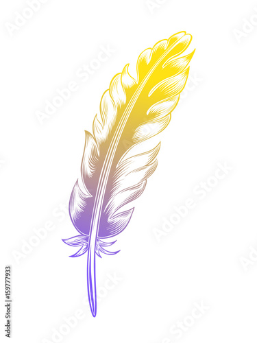 Vintage color feather isolated on white background photo