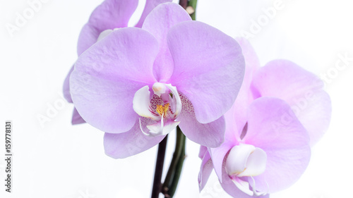 Violette Orchidee isoliert vor wei  em Hintergrund