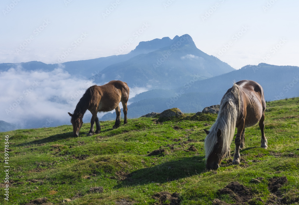 Horses and mountains in the natural park of Aiako Harria