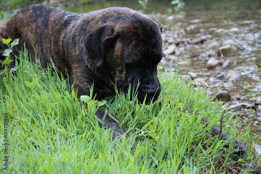 chien qui joue dans l'herbe au bord de l'eau cane corso