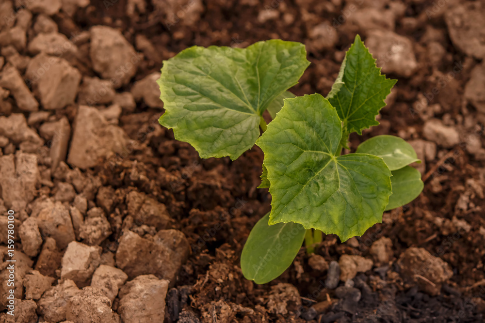 Φωτογραφία the young shoots of cucumber in a greenhouse in fertile ground