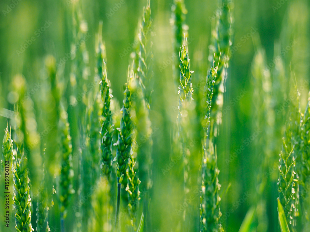 Obraz premium 緑の小麦畑