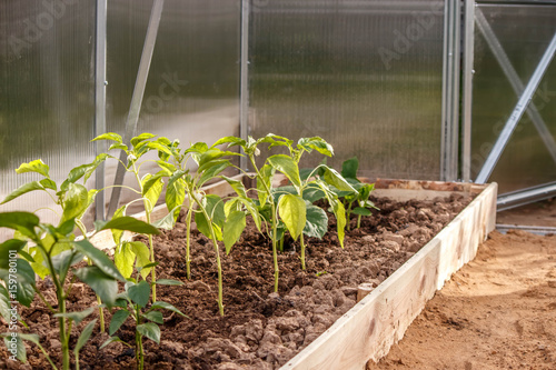 Fotografie young pepper seedlings in soil in the greenhouse