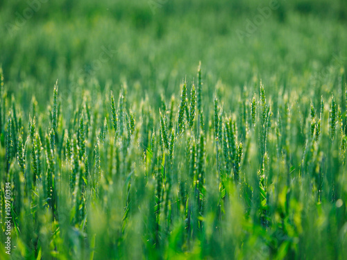 緑の小麦畑