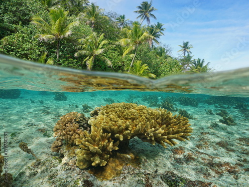 Over and under sea surface near a shore with lush tropical vegetation and Acropora coral underwater split by waterline, Tahaa island, Pacific ocean, French Polynesia