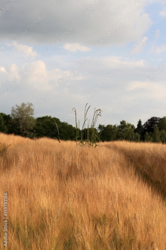 champs de blé