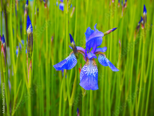 Fototapeta Naklejka Na Ścianę i Meble -  Beautiful blue yellow irises. Flowers on a green field. Spring summer background