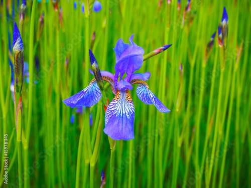 Fototapeta Naklejka Na Ścianę i Meble -  Beautiful blue yellow irises. Flowers on a green field. Spring summer background