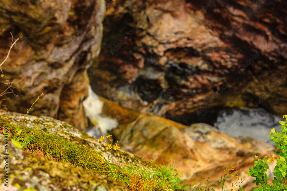 Yellow flowers on rocky stone background