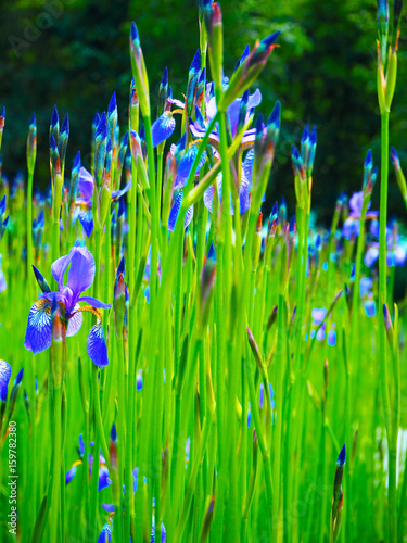 Fototapeta Naklejka Na Ścianę i Meble -  Beautiful blue yellow irises. Flowers on a green field. Spring summer background