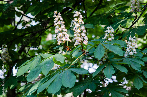 Macro of flowering branch with chestnut leaves