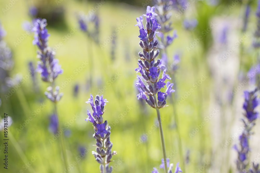 flowering of the plant lavender, flowers and nature flowering of the plant lavender, flowers and nature