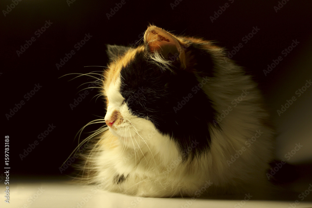 Calico cat close up. Tricolor cat with green eyes close-up portrait. Sleeping cat.
