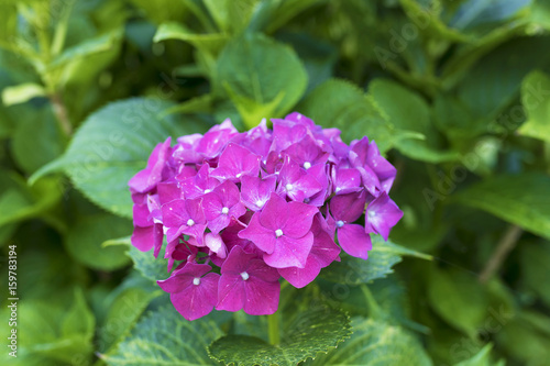 plant hydrangeas in bloom  gardens and flowers