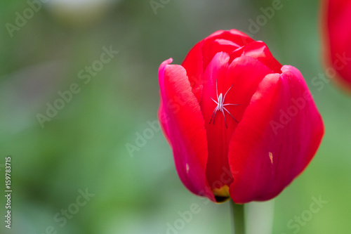 spider on a tulip