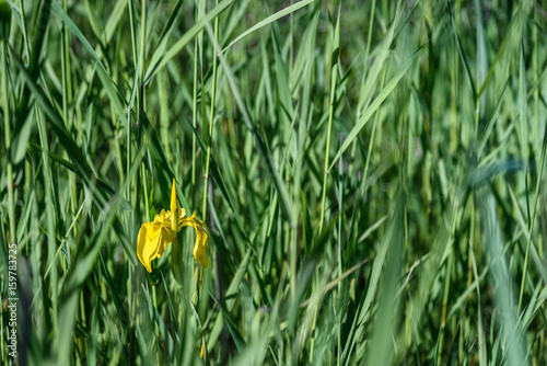 Fototapeta Naklejka Na Ścianę i Meble -  Wild yellow iris plants in bloom in the late afternoon sun
