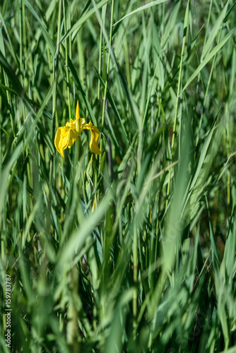 Fototapeta Naklejka Na Ścianę i Meble -  Wild yellow iris plants in bloom in the late afternoon sun
