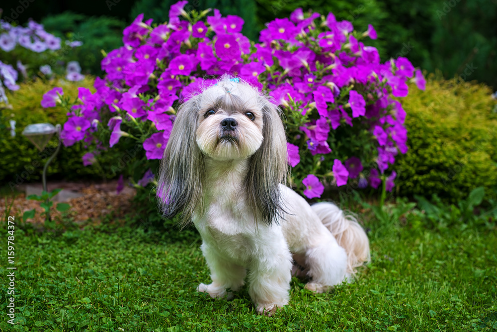 Shih tzu dog in garden