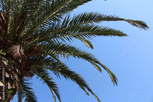 palmier dans le ciel vu du bas