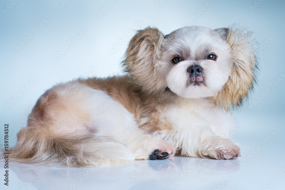 Shih tzu dog