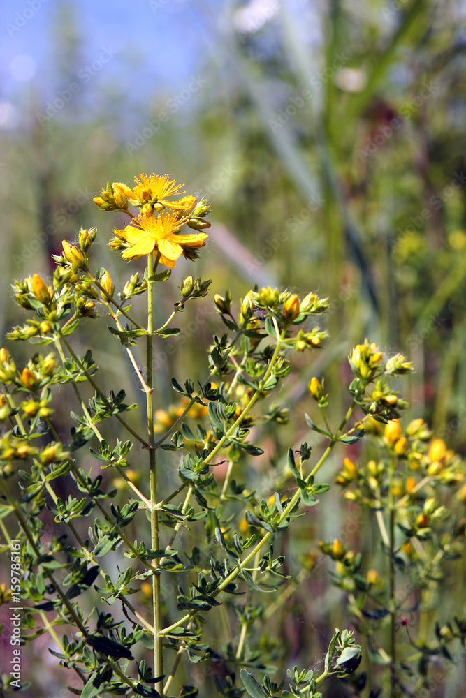 Obraz premium Johanniskraut