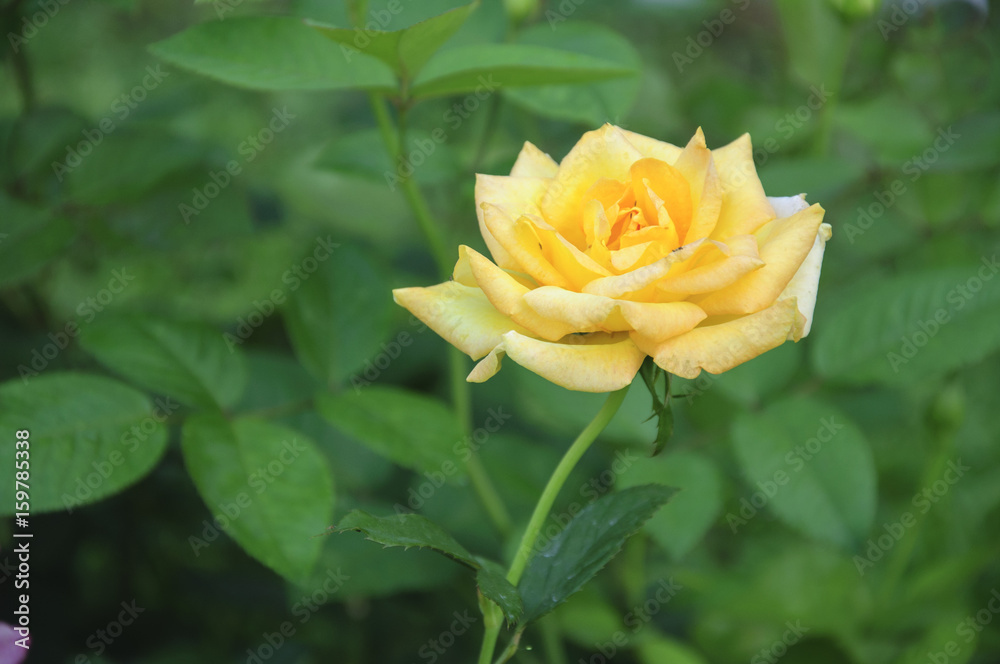 Blossoming rose flower closeup in garden Blossoming rose flower closeup in garden