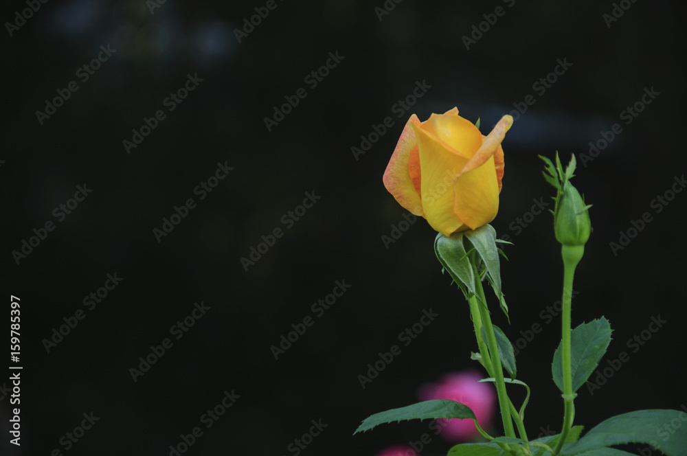 Blossoming rose flower closeup in garden Blossoming rose flower closeup in garden