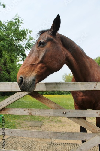 horse head over gate wooden chestnut, horse head turned 