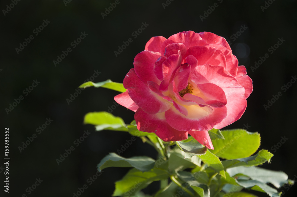 Blossoming rose flower closeup in garden Blossoming rose flower closeup in garden