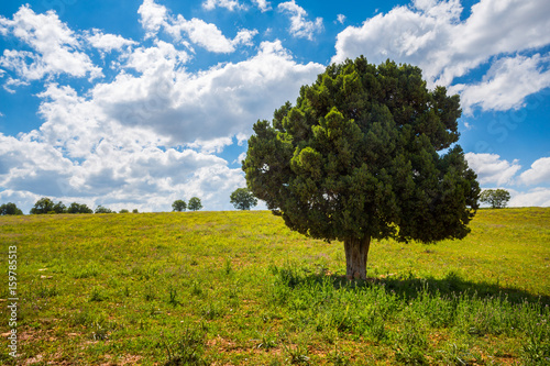 the image of a single tree in nature