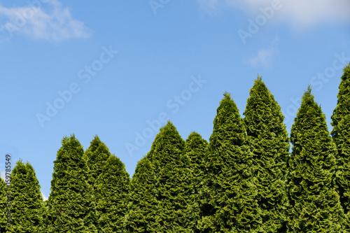 Arborvitae and blue sky as a background  
