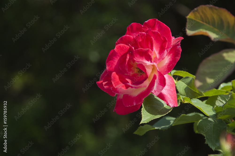 Blossoming rose flower closeup in garden Blossoming rose flower closeup in garden