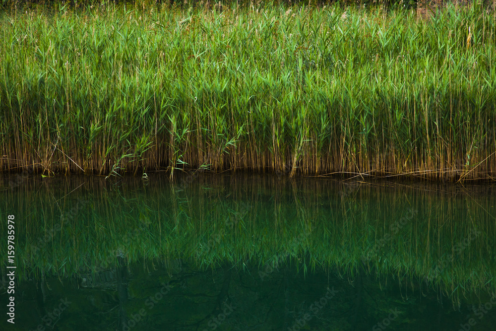 Reed and Sedge on a Lake Reed and Sedge on a Lake