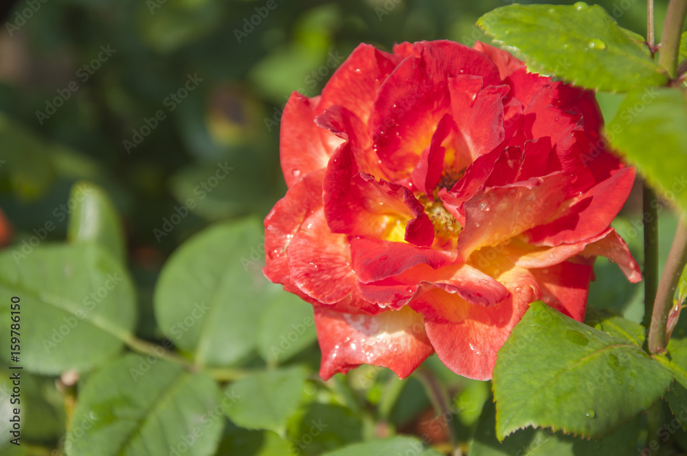 Blossoming rose flower closeup in garden 