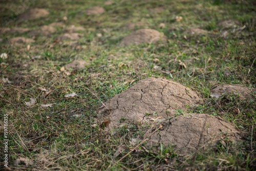 Small anthill in grass