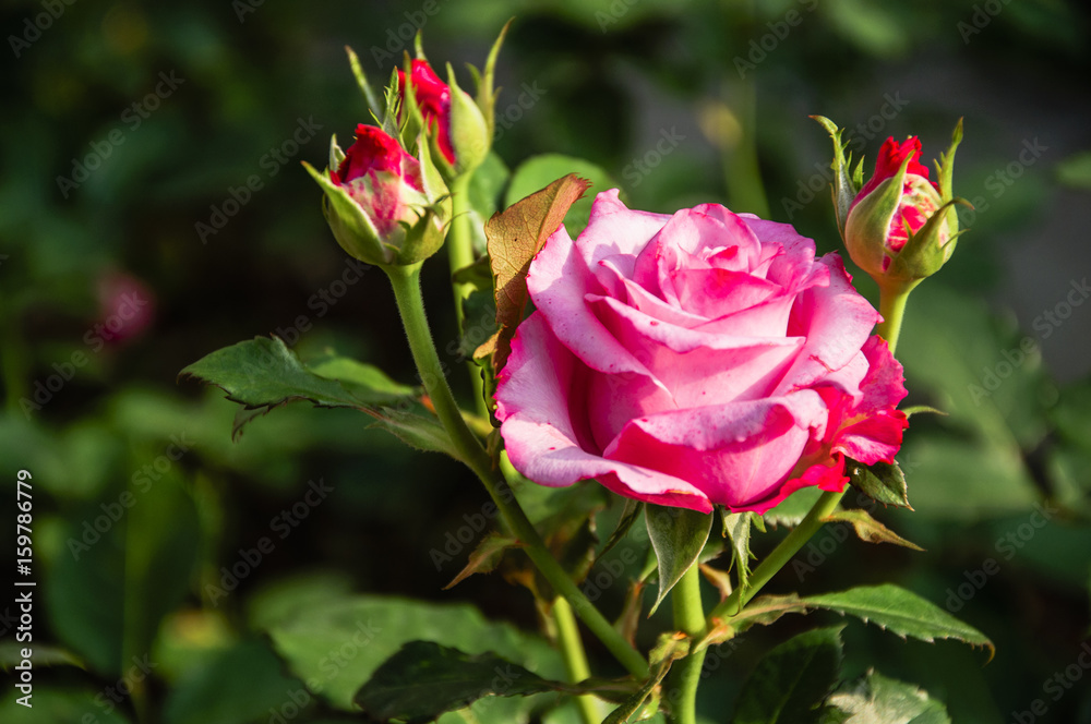 Blossoming rose flower closeup in garden Blossoming rose flower closeup in garden