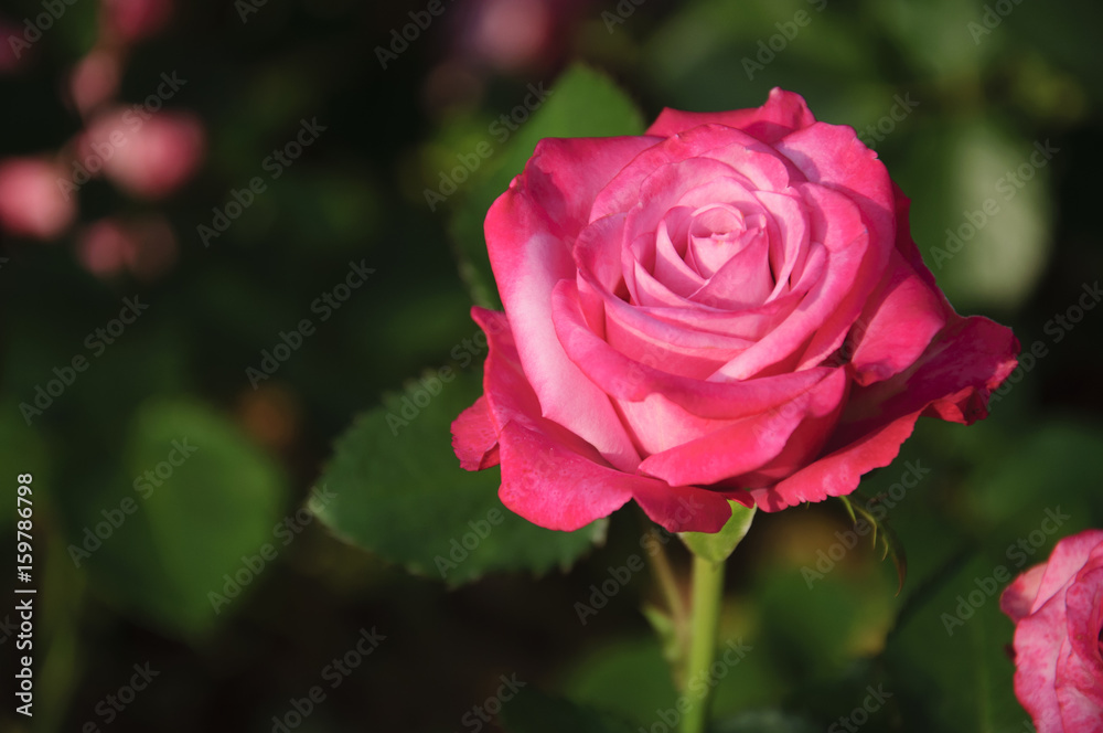Blossoming rose flower closeup in garden Blossoming rose flower closeup in garden